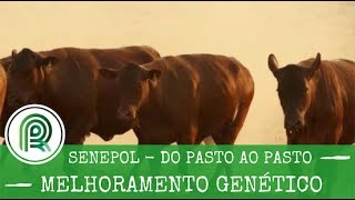 A importância do melhoramento genético para produção de carne