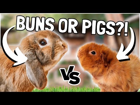 Rabbits VS Guinea Pigs: Which is Best?!