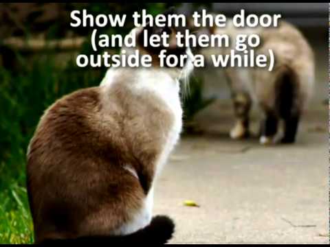 Q13 - Why Do Cats Sniff Each Other?