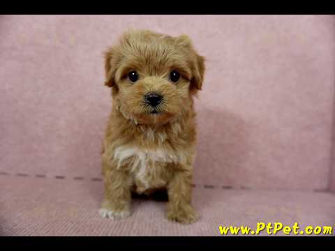 10/25玩具型紅色馬爾泰迪母幼犬(新北土城)