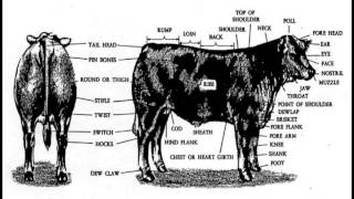 Cattle Decapitation - Ride&#39;em Cowboy!