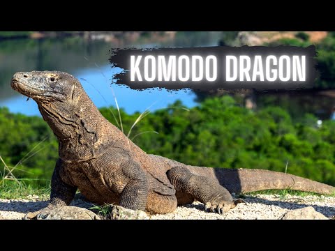 image-What is the life expectancy of a Komodo dragon?