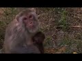 Mother Monkey Was Chewing Holding Her Baby Then Looked At Camera