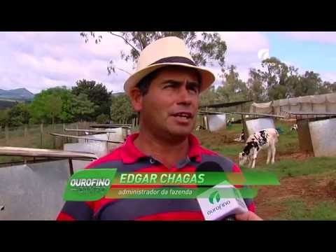 Controle de pneumonia em bezerros