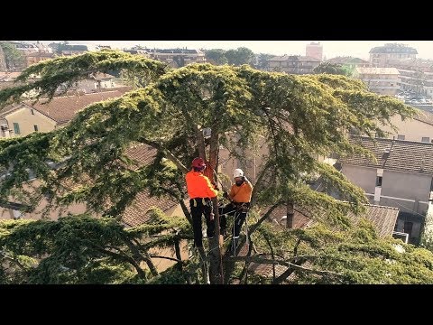 Potatura in Tree Climbing