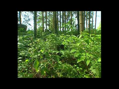 Die Ära des braunen Goldes - Teil 1