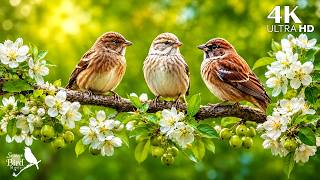 🎹 Relaxing Piano & Birdsongs 🌳 Escape to a Peaceful Green Valley for Calm & Concentration