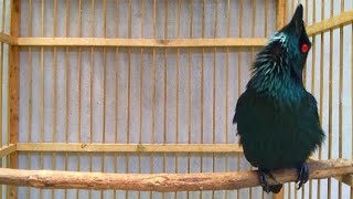 Download lagu Pancingan cucak Keling agar ikut bunyi gacor mp3 Download lagu Pancingan cucak Keling agar ikut bunyi gacor mp3