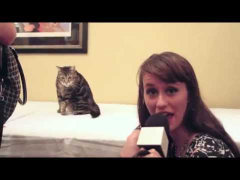 Cat Fashion Show I Devon Does Stuff