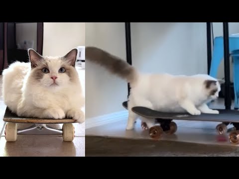 Meet Pookie: The Skateboarding Cat Who Stole a "Dog Person's" Heart 🛹🐱