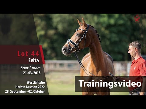 Herbst-Auktion Training Lot 44 Evita Stute v. Erdinger - Destano