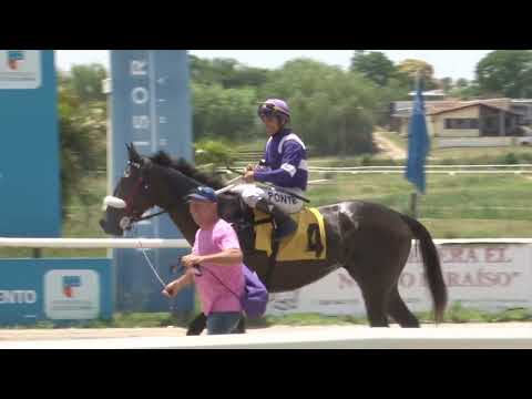 251206 c03 - LEOPARDA DE ORO / THIGRA (EMPATE) - SINT COLONIA