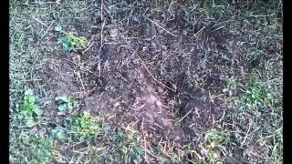 2012 Deer Stand and Blind Setup