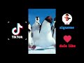 Tik Tok Frienship Happy Feet La Pelicula