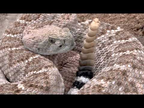 Chrastoš západný diamantový (Crotalus atrox) — Western Diamondback Rattlesnake dokument