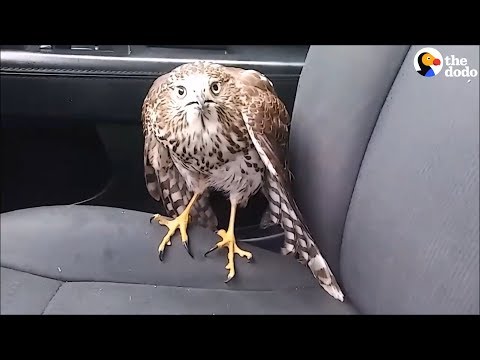 These Crazy Encounters That Ended in Animal Rescues