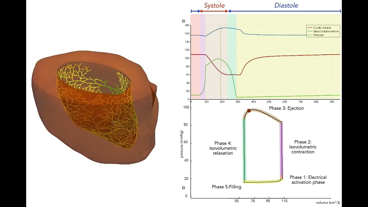 Left Ventricle Electromechanics with Purkinje Network | Systole and Diastole Simulation
