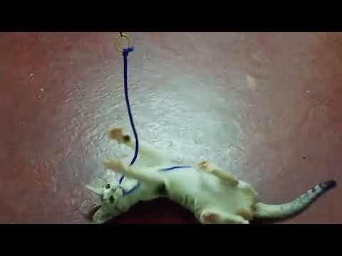 cute cat videos to make you happy........#trending #youtube #cat  #cats 