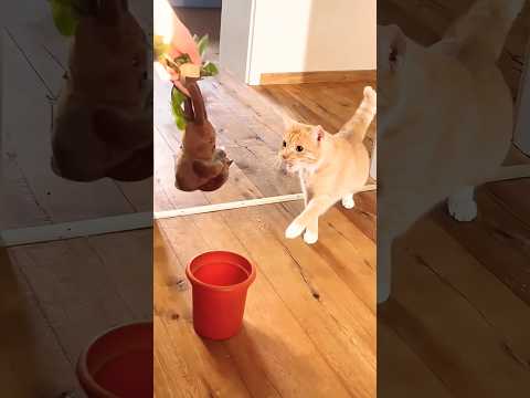 gatos🐈 se sorprenden 😂😂#funny #viral #cat #parati #gatos #humor