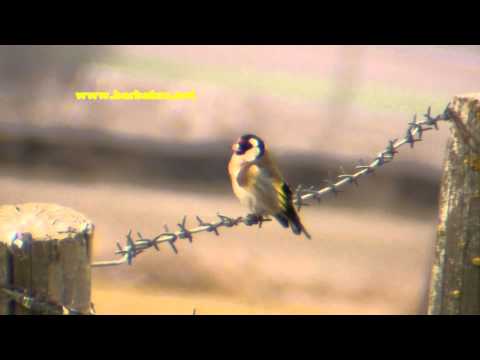 Jilguero ( Carduelis carduelis ) Goldfinch
