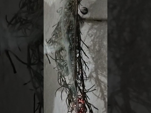 Vídeo relacionado con Ikeola - Incienso Aroma Nature Romero | Incienso100% Natural Artesanal, sin Tóxicos | 8 Barras de Incienso de 1 Hora Aprox. | Vitalidad, Claridad Mental y Protección Energética.