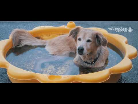 Vetmeduni Vienna im Sommer