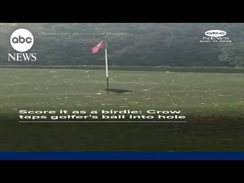 Score it as a birdie: Crow taps golfer's ball into hole
