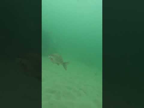 Twotone fingerfin - snorkeling at Seaforth, Simon's Town
