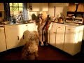 2000 All Bran Dog Countdown Inbetween Advert
