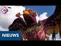 Korte impressie van het Bloemencorso van de Bollenstreek - OMROEP WEST