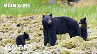 Our World in Stunning 4K UHD | BBC Earth