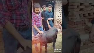 Jeevan Sultan Funny tik tok videos Collecations