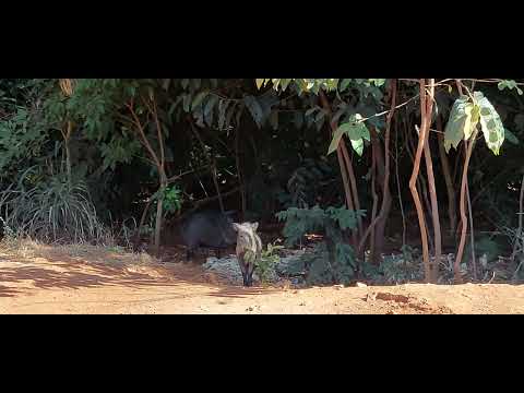 ,Reserva ambiental de Morrinhos-GO com várias espécies de animais, caititu entre outros