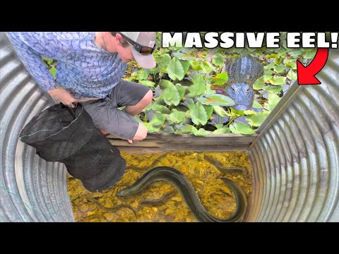 TRAPPOLA PER PESCI cattura un'ENORME ANGUILLA nella FOGNA DELLA PALUDE!