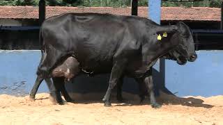 Vídeo 39 - 1ª ETAPA MEGA LIQUIDAÇÃO TOTAL AGROPECUÁRIA MARAJOARA - DIA 4 | GADO GIROLANDO E HOLANDÊS