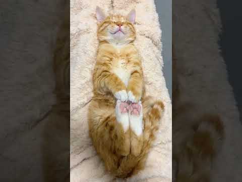 Cat Purring while Sleeping