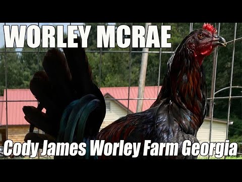 Beautiful Black Birds | Worley Farm Georgia