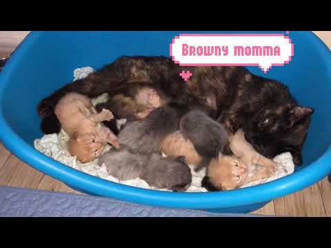 Kittens growth stages #kittens #playful