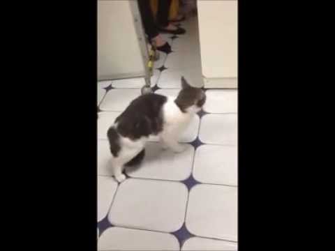 Cat with broken spine makes a miraculous recovery!