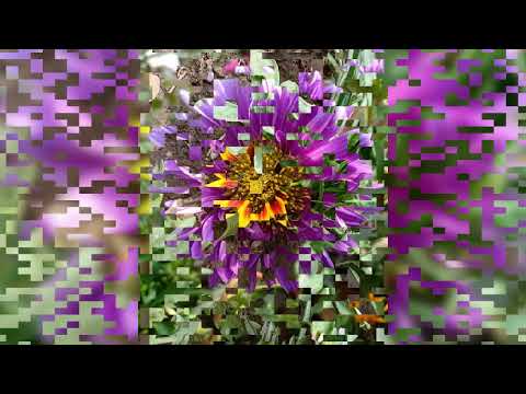 Tomake Song Parineeta Hit Bengali Movie With Some Glimpses of Our Garden Tour Relaxing Positive Calm