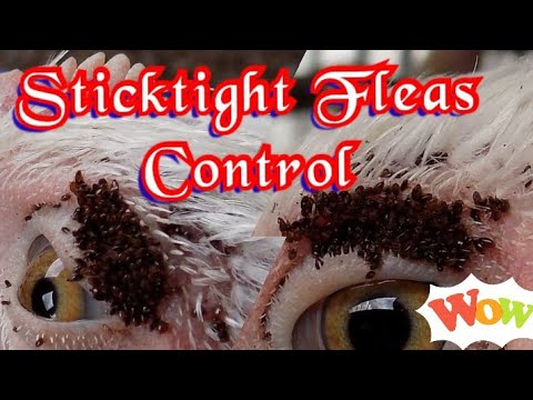 , title : 'Sticktight Fleas Control in Poultry'