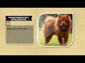 Chow Chow - Dog Facts: Chow Chow Dogs Are Actually Born With Pink Tongues