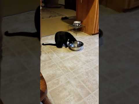 Cute cat tries to spill his water bowl
