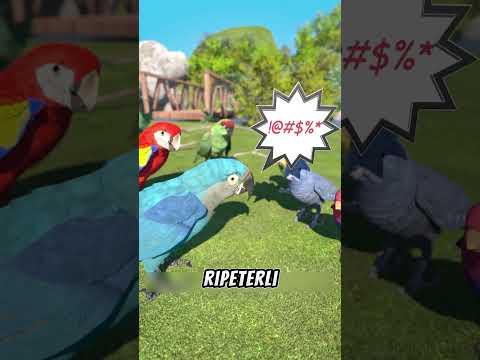 I PAPPAGALLI POSSONO IMARARE LE PAROLACCE IN POCHISSIMO TEMPO (credits: @zackdfilms)