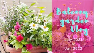 【夏〜冬、半年間の記録】ベランダ菜園Vlog 2021年7月-2022年1月