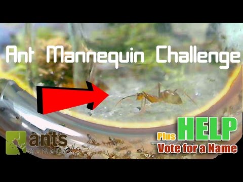 Ant Mannequin Challenge + Name Voting | Entering the Nest: Yellow Crazy Ants Video