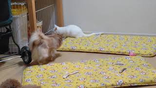 たくましくなったあめちゃん