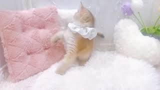 ブリティッシュショートヘアの動画01