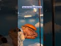 NMACC Biggest Art Exhibit In Mumbai Shorts Youtubeshorts Thingstodowithfriends