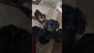Video preview image #1 Poovanese Puppy For Sale in TECUMSEH, MI, USA